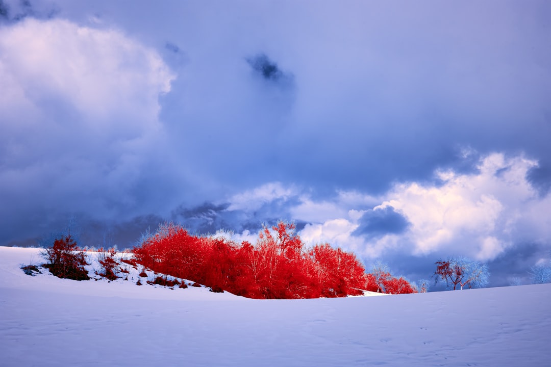 red trees on snow covered ground under cloudy sky during daytime