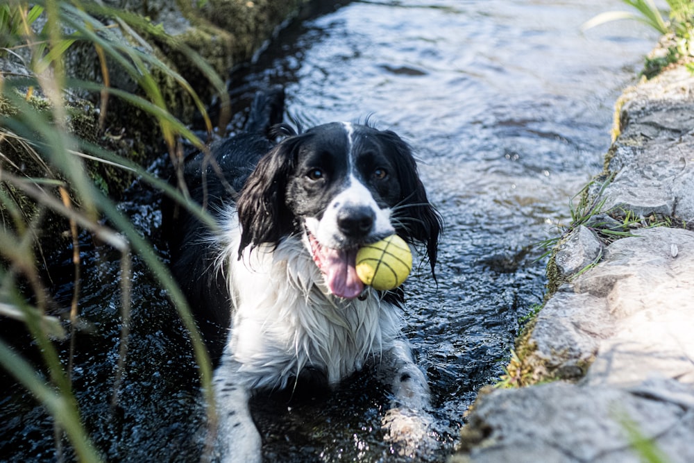 black and white border collie puppy biting green tennis ball on river during daytime
