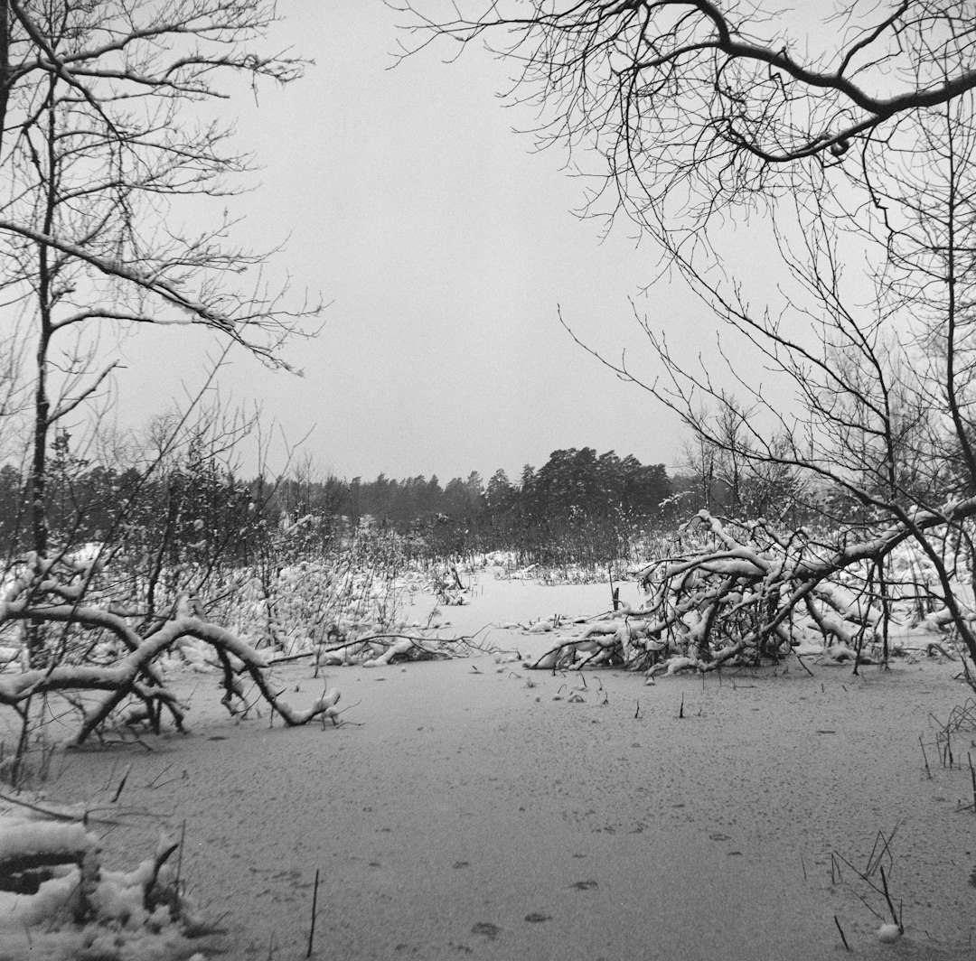 grayscale photo of bare trees on snow covered ground