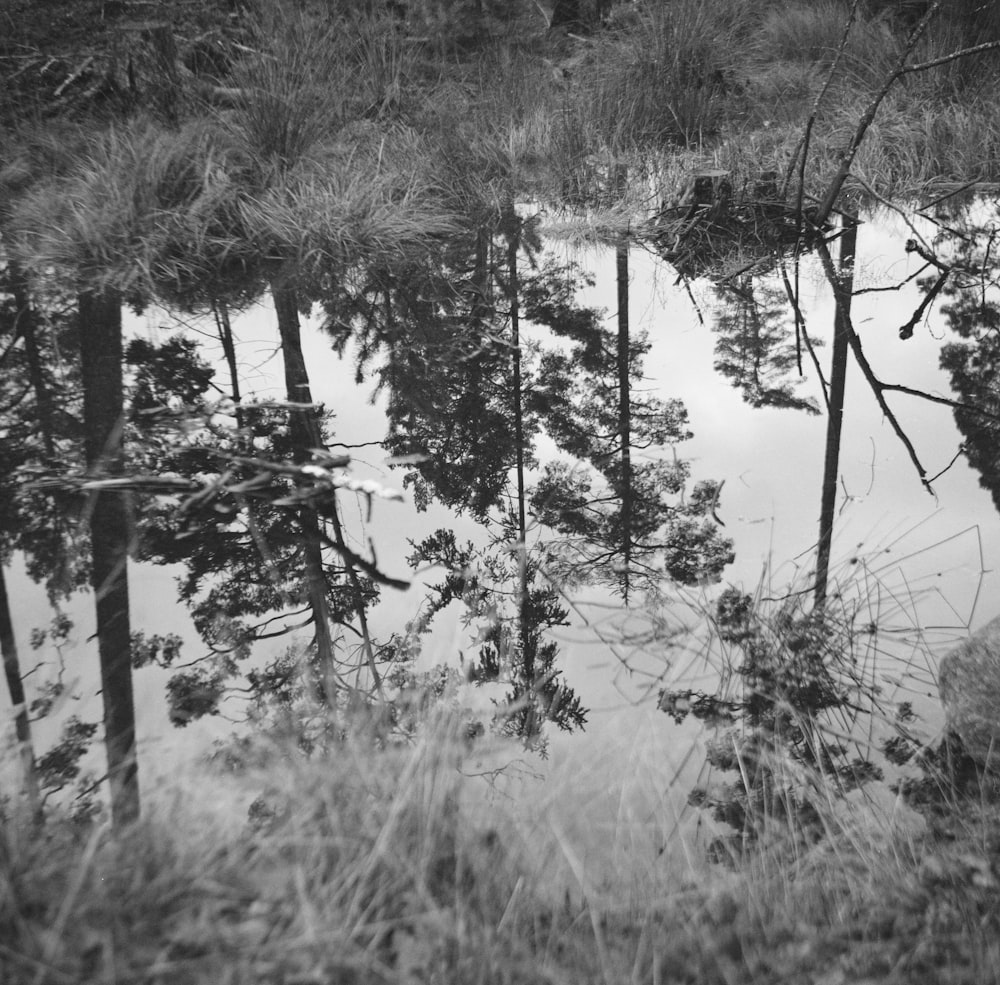 grayscale photo of trees near body of water