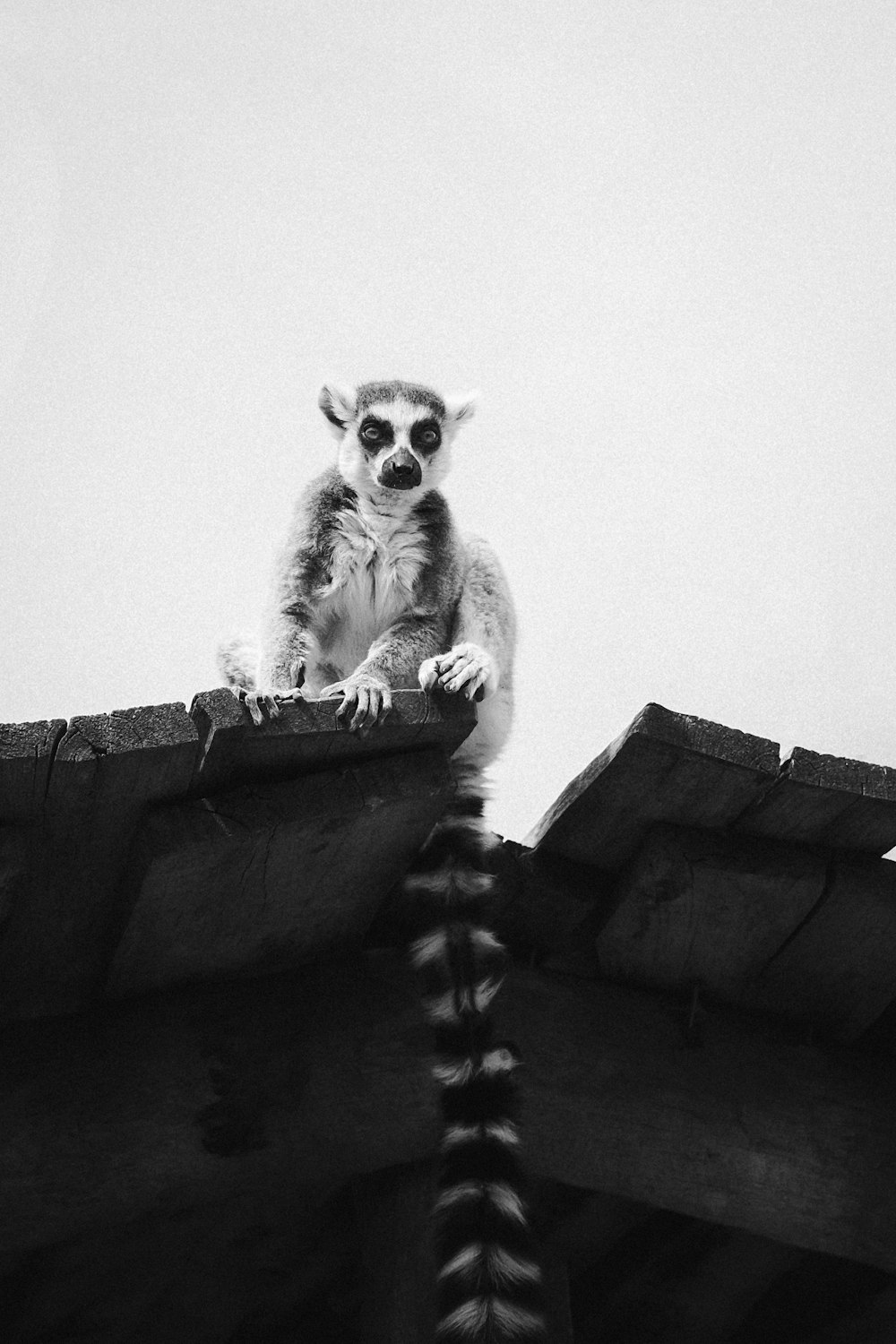 white and black animal on roof