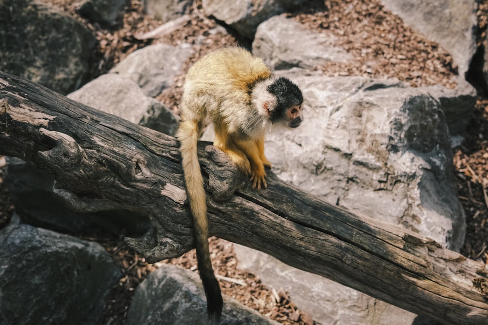 brown monkey on brown tree trunk