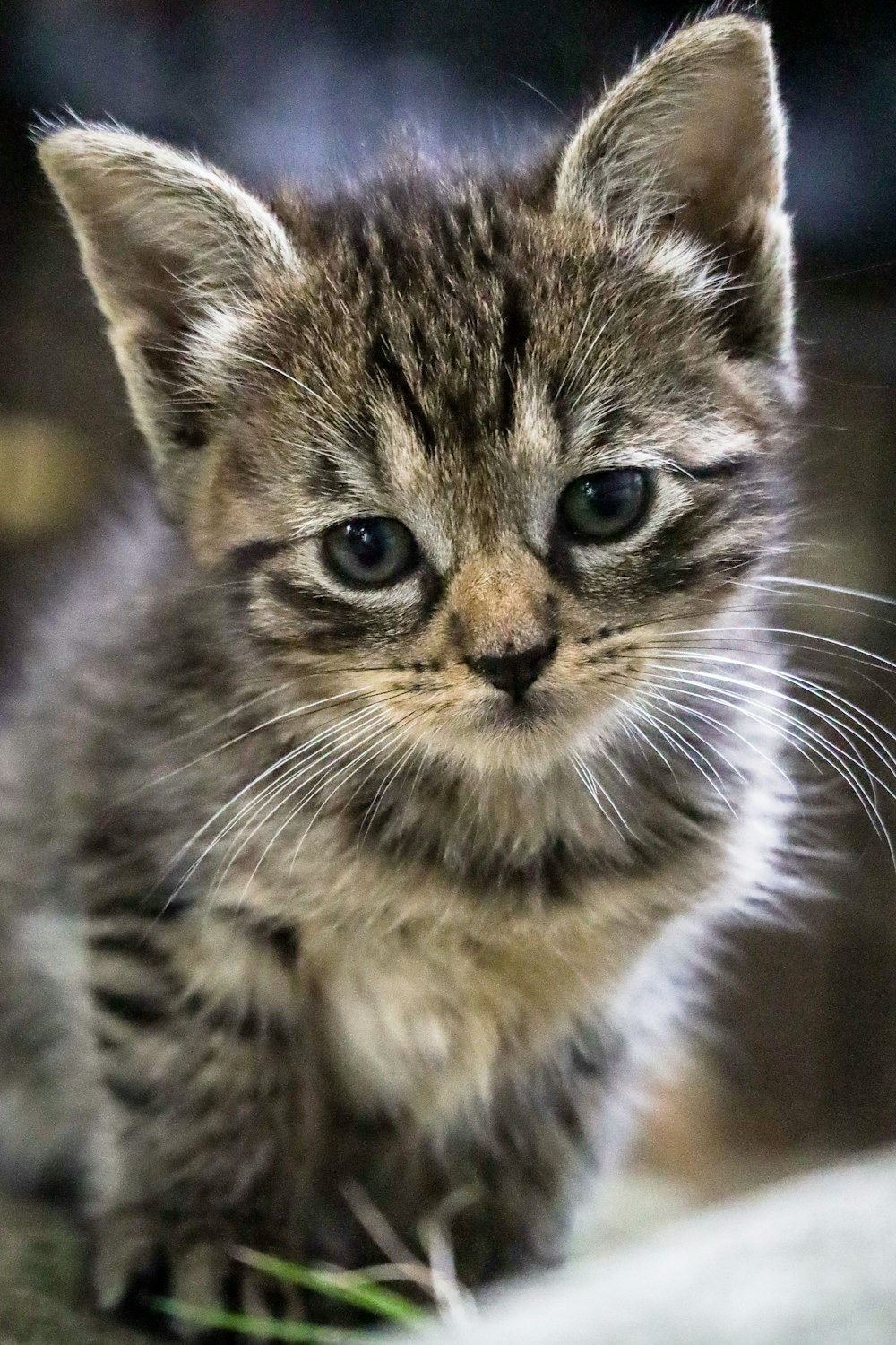 brown tabby cat in close up photography