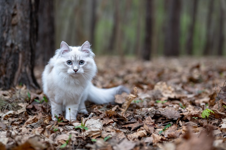 5 Breeds of White Cats You Need to Know
