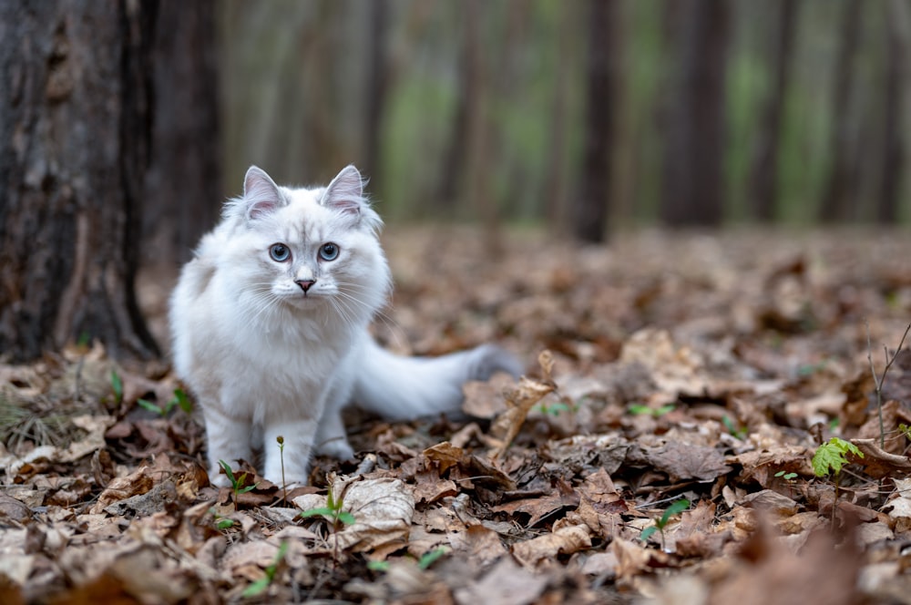 gato branco em folhas secas marrons