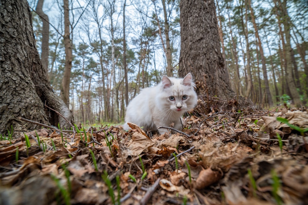 white cat on brown dried leaves
