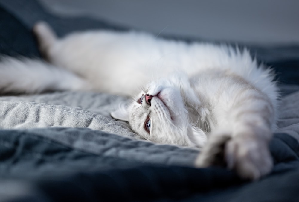 white cat lying on bed
