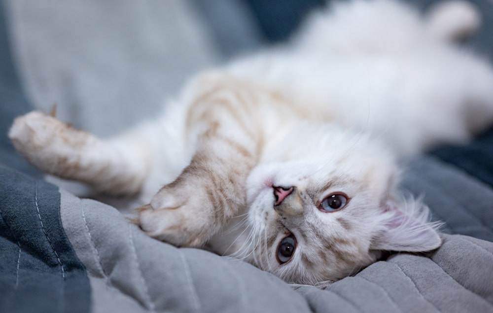 white and brown cat lying on gray textile