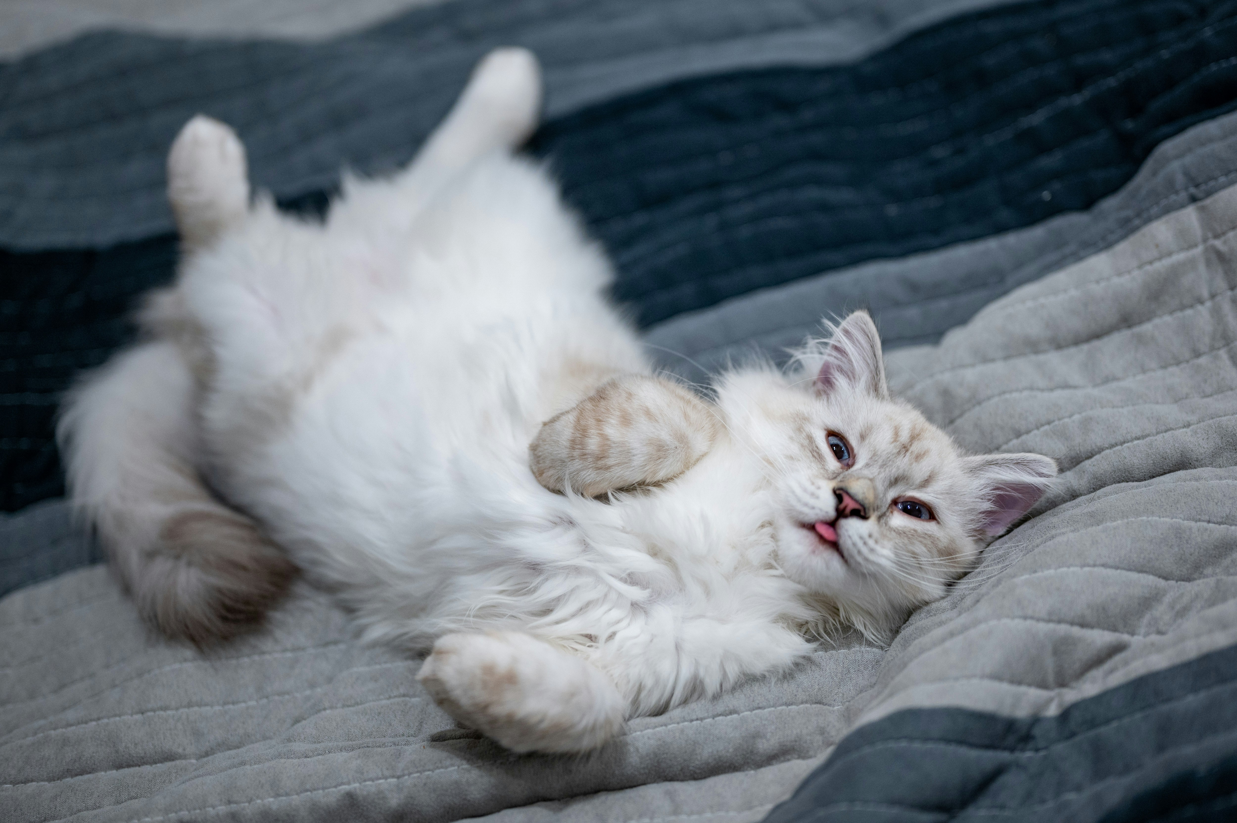 Feline Sleep Cycles Are Nothing Like Ours (image credits: unsplash)