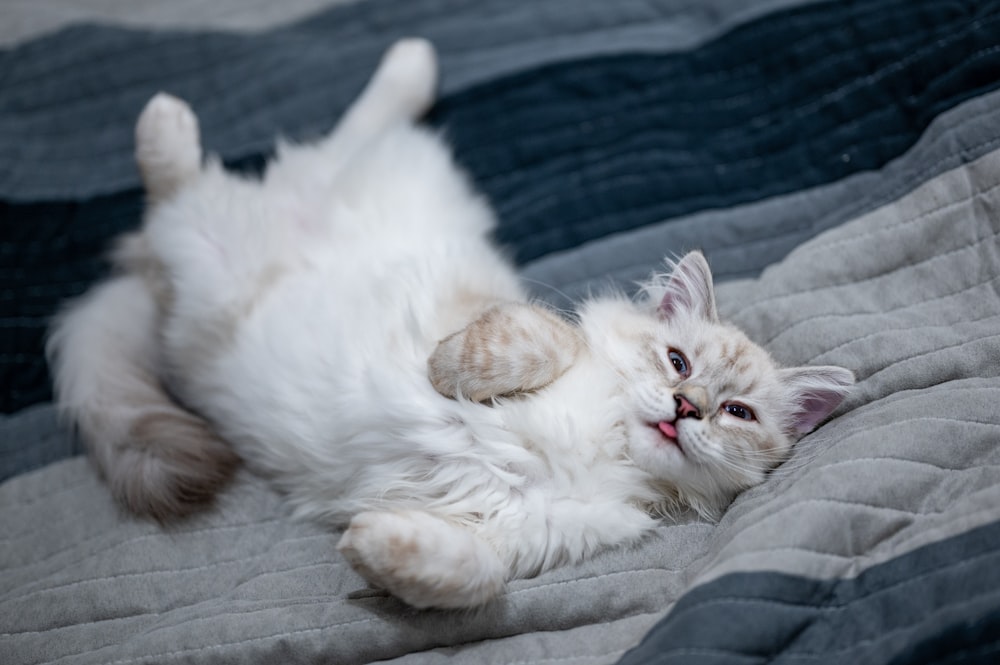 white cat lying on black textile