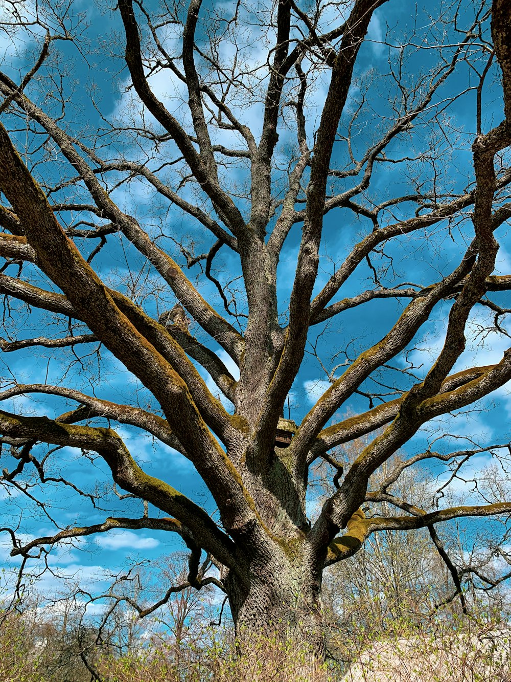 albero nudo marrone sotto il cielo blu durante il giorno