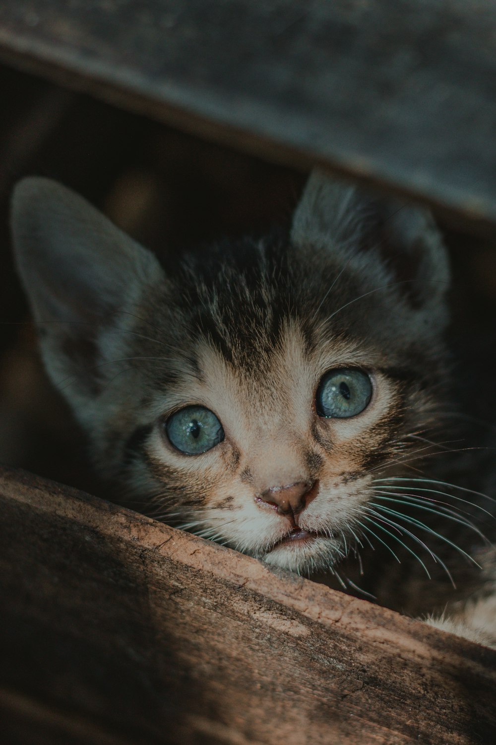 gato preto e branco na cerca de madeira marrom