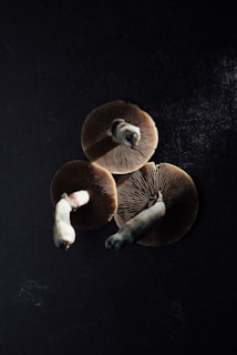 2 brown mushrooms on black textile
