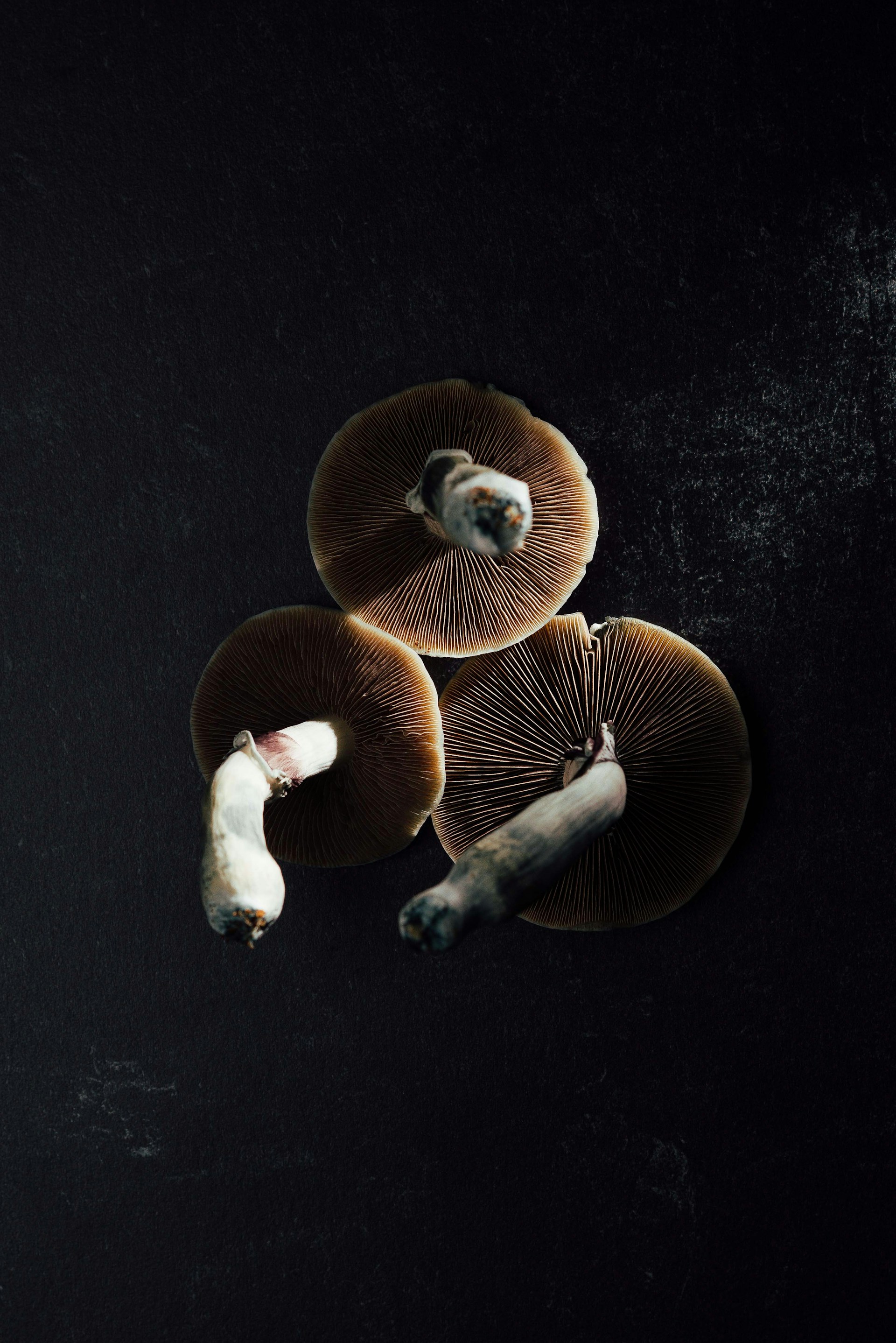 2 brown mushrooms on black textile