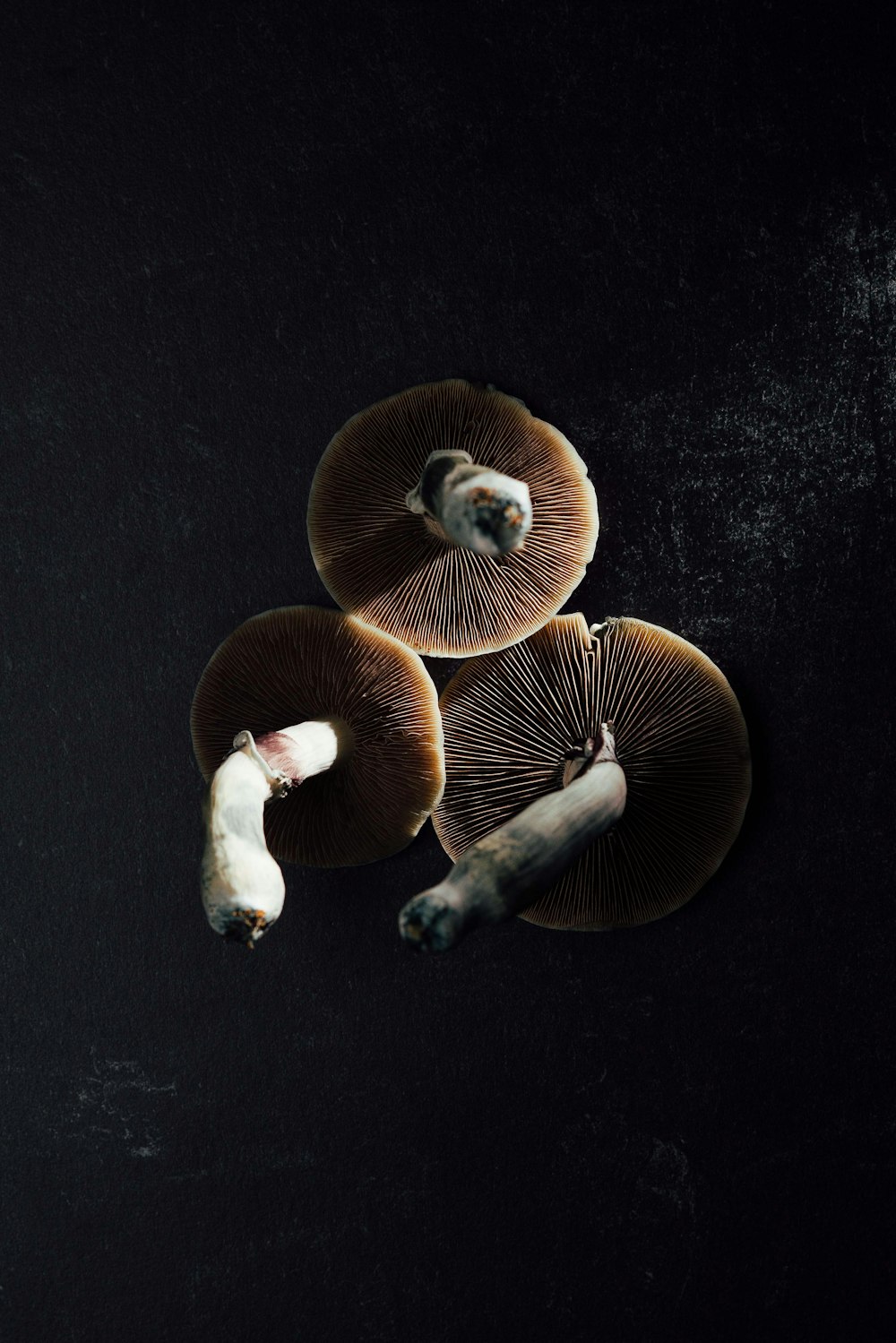 2 brown mushrooms on black textile
