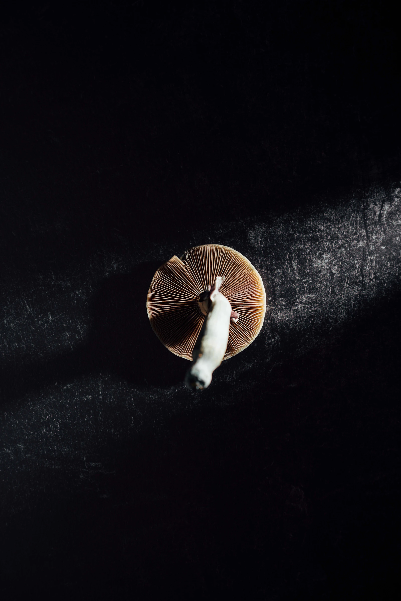 Depressed Americans Who Use Psilocybin Aren't Skipping Mental Health Care, Study Finds