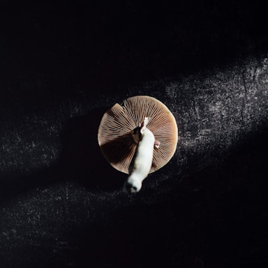 brown and white mushroom on black surface