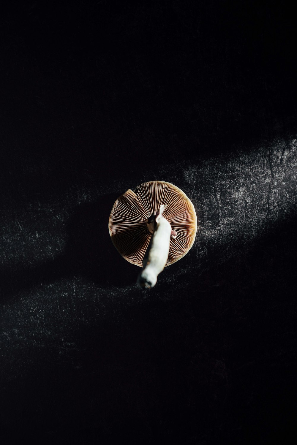 brown and white mushroom on black surface