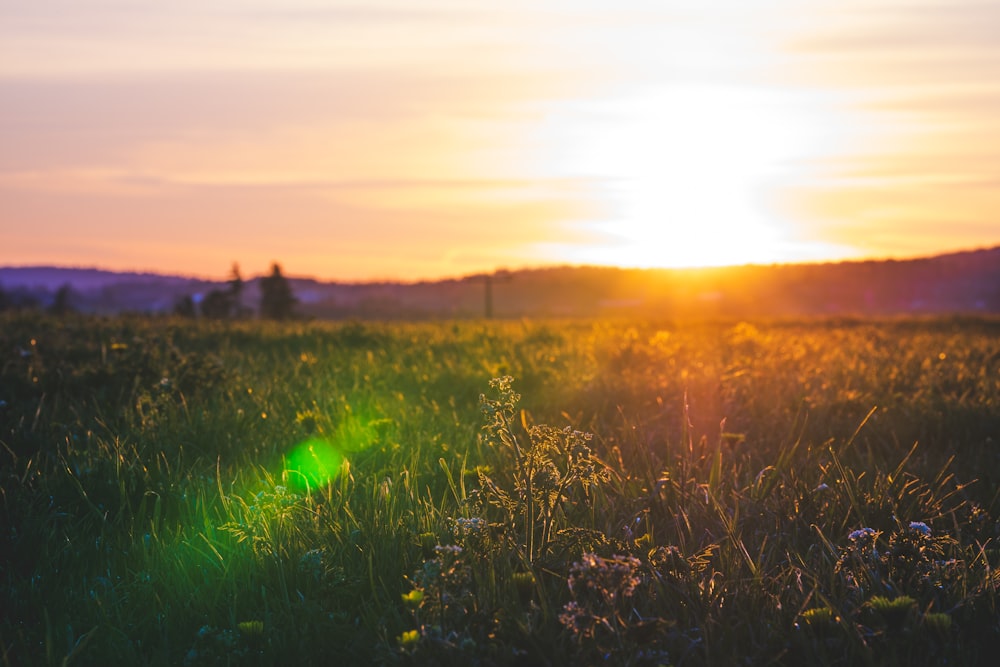 Champ d’herbe verte au coucher du soleil