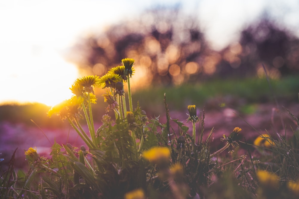 yellow flower in tilt shift lens