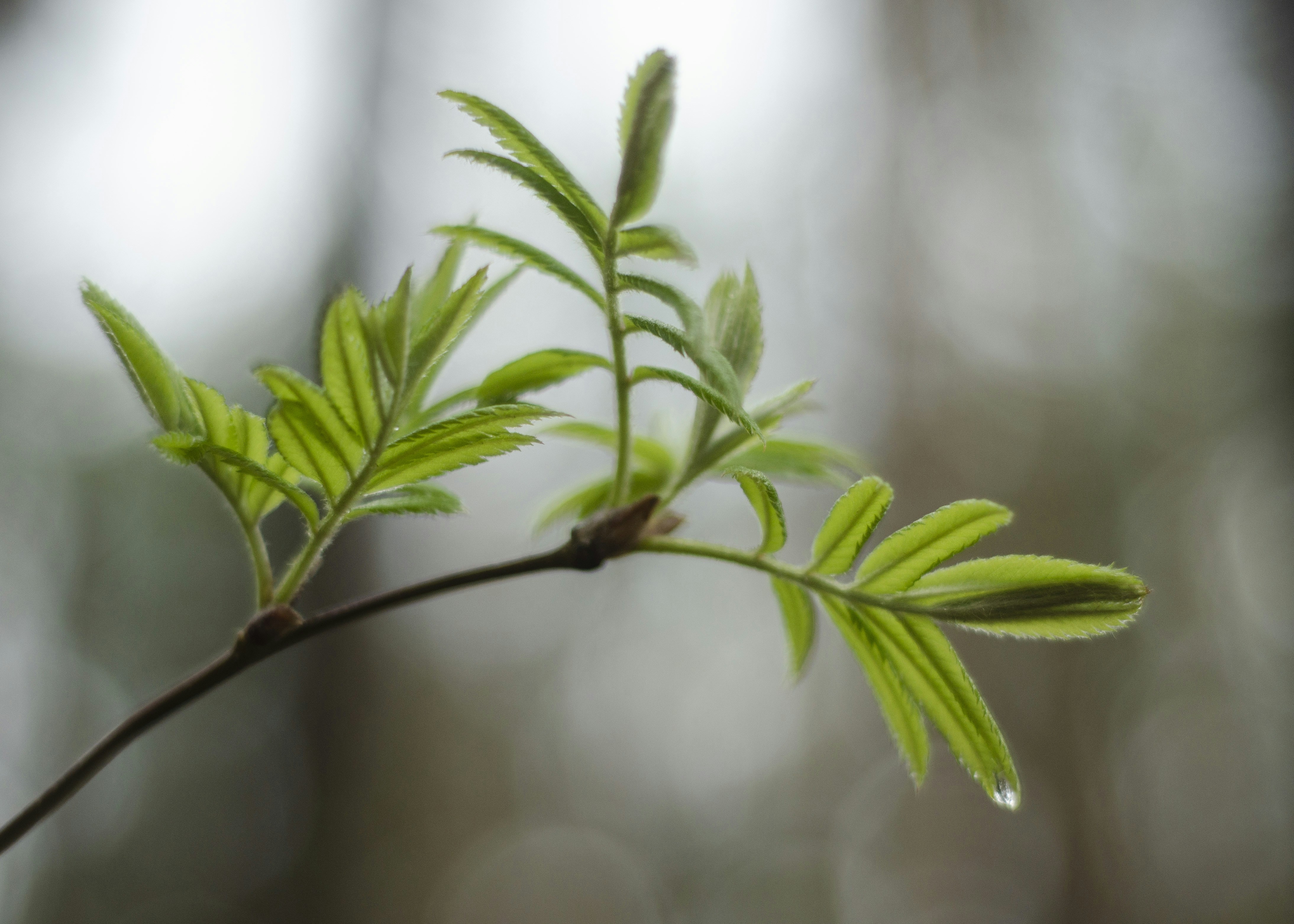 Photo by indi_grunge