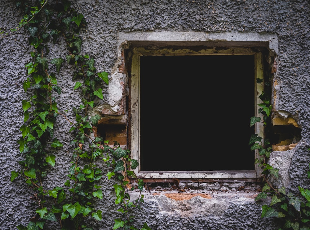 brown wooden window frame with green plants