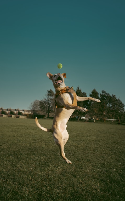 brown and white short coated dog playing tennis during daytime