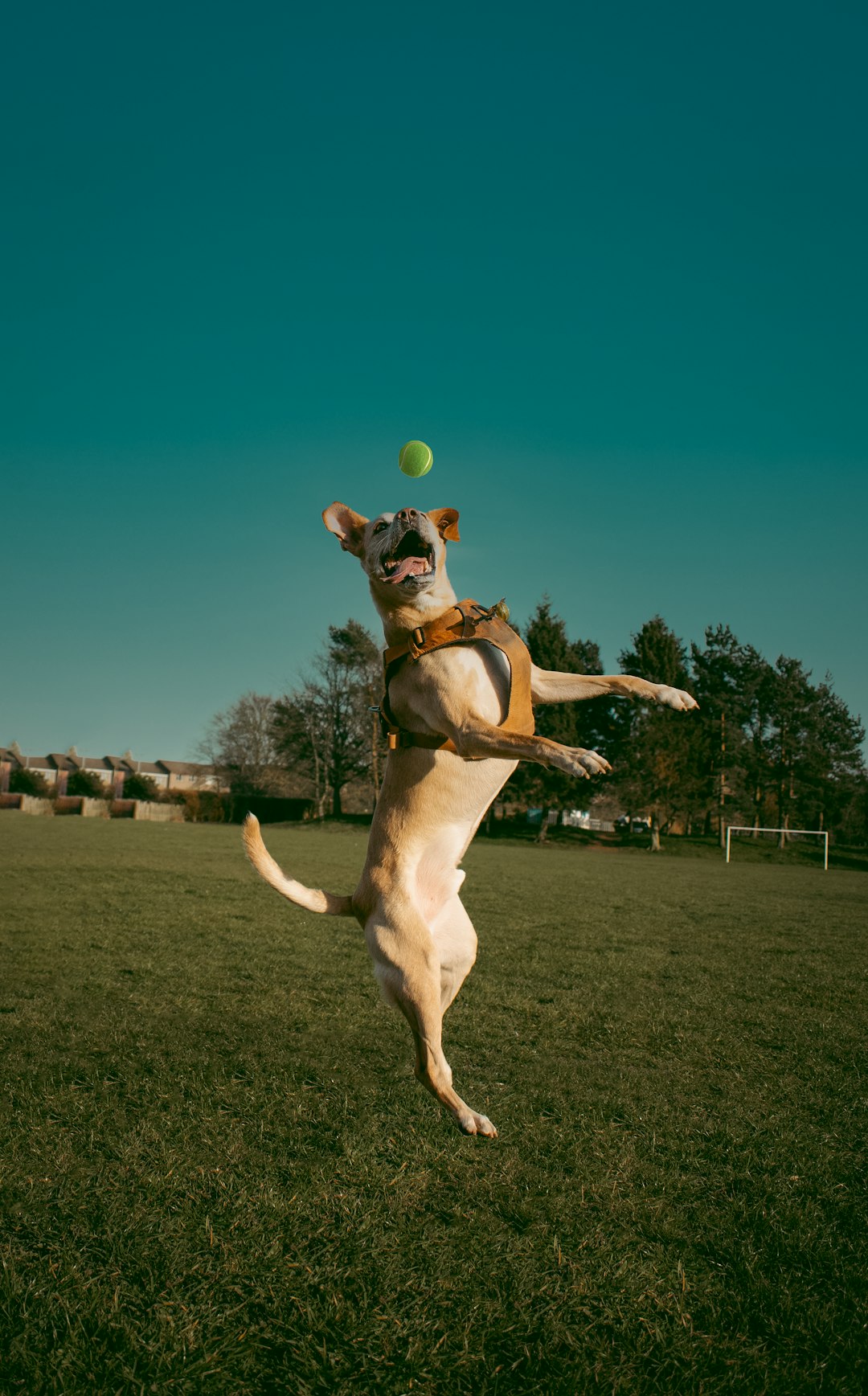 brown and white short coated dog playing tennis during daytime
