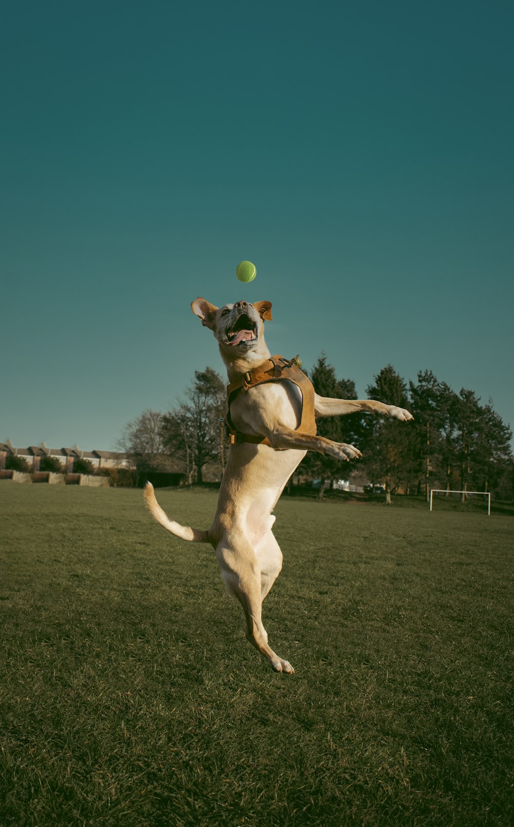 brown and white short coated dog playing tennis during daytime