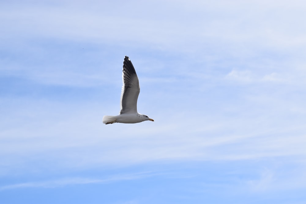white gull flying under blue sky during daytime