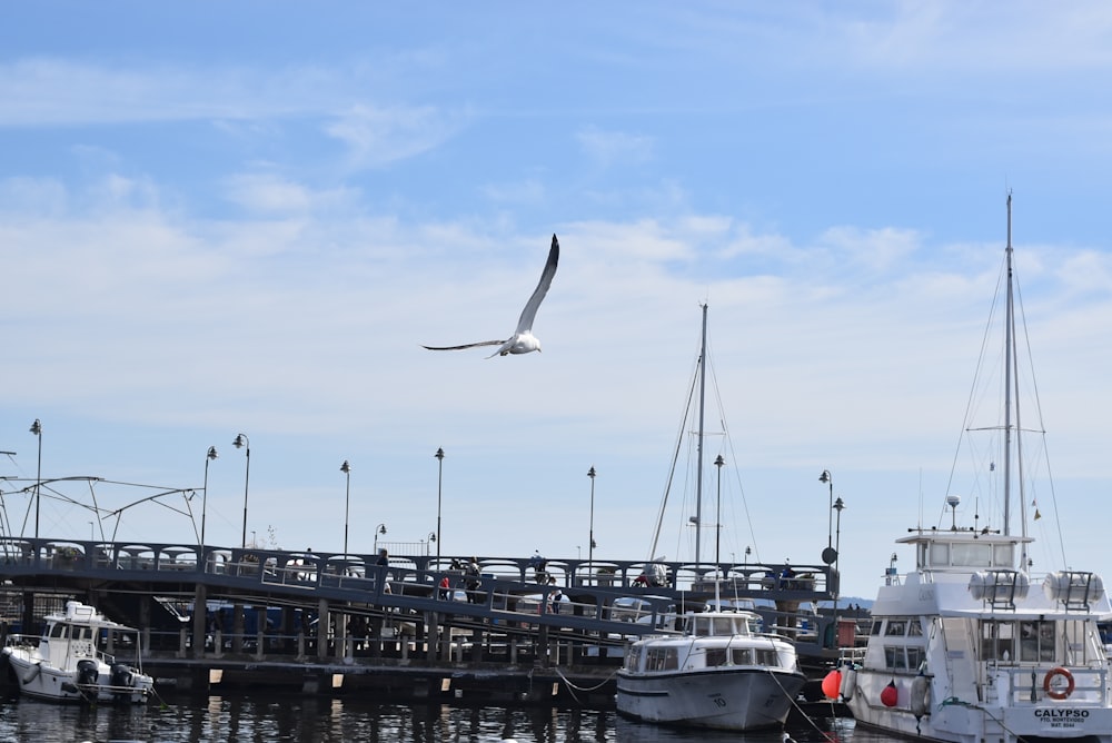 white yacht on dock during daytime