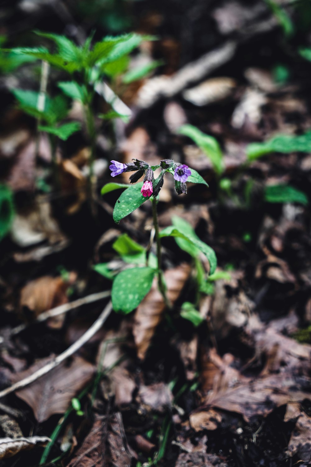 purple flower with green leaves