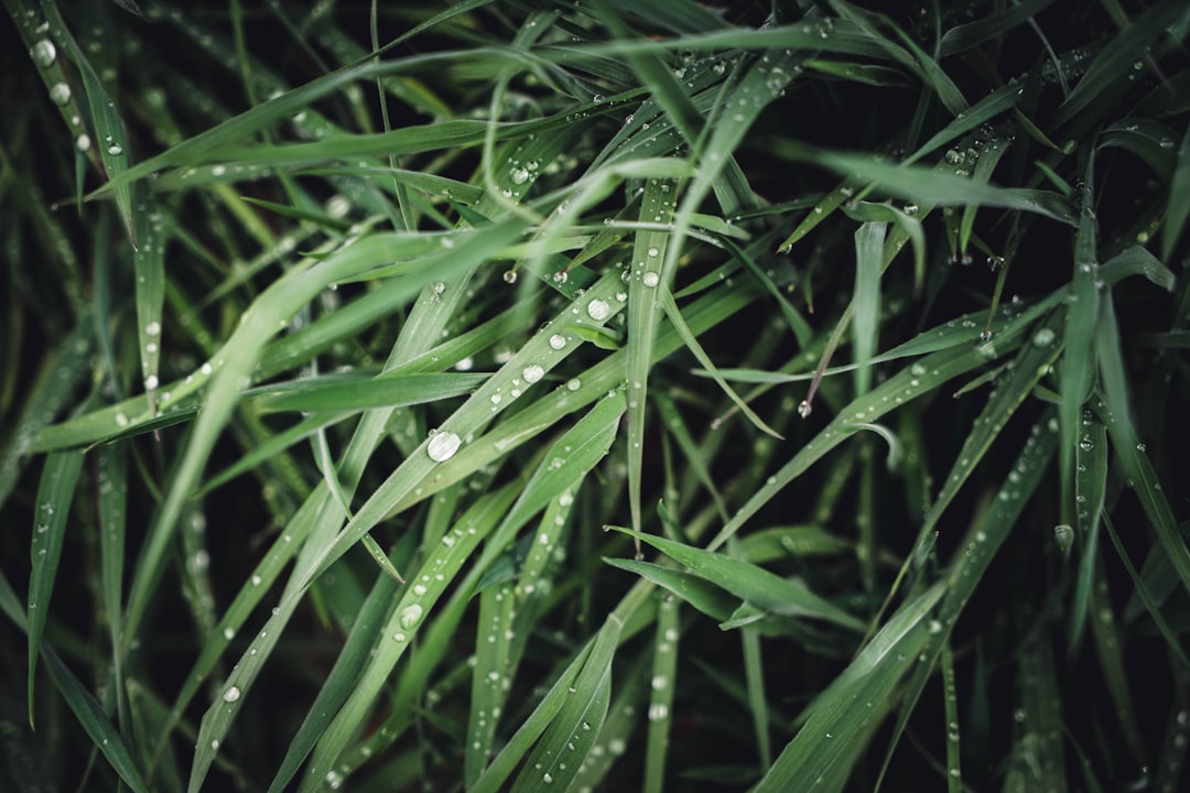 water droplets on green grass