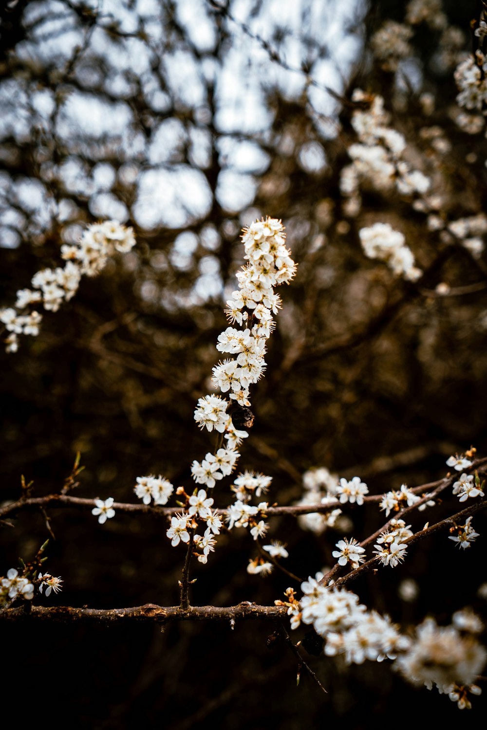 weiße Blüten am braunen Ast tagsüber