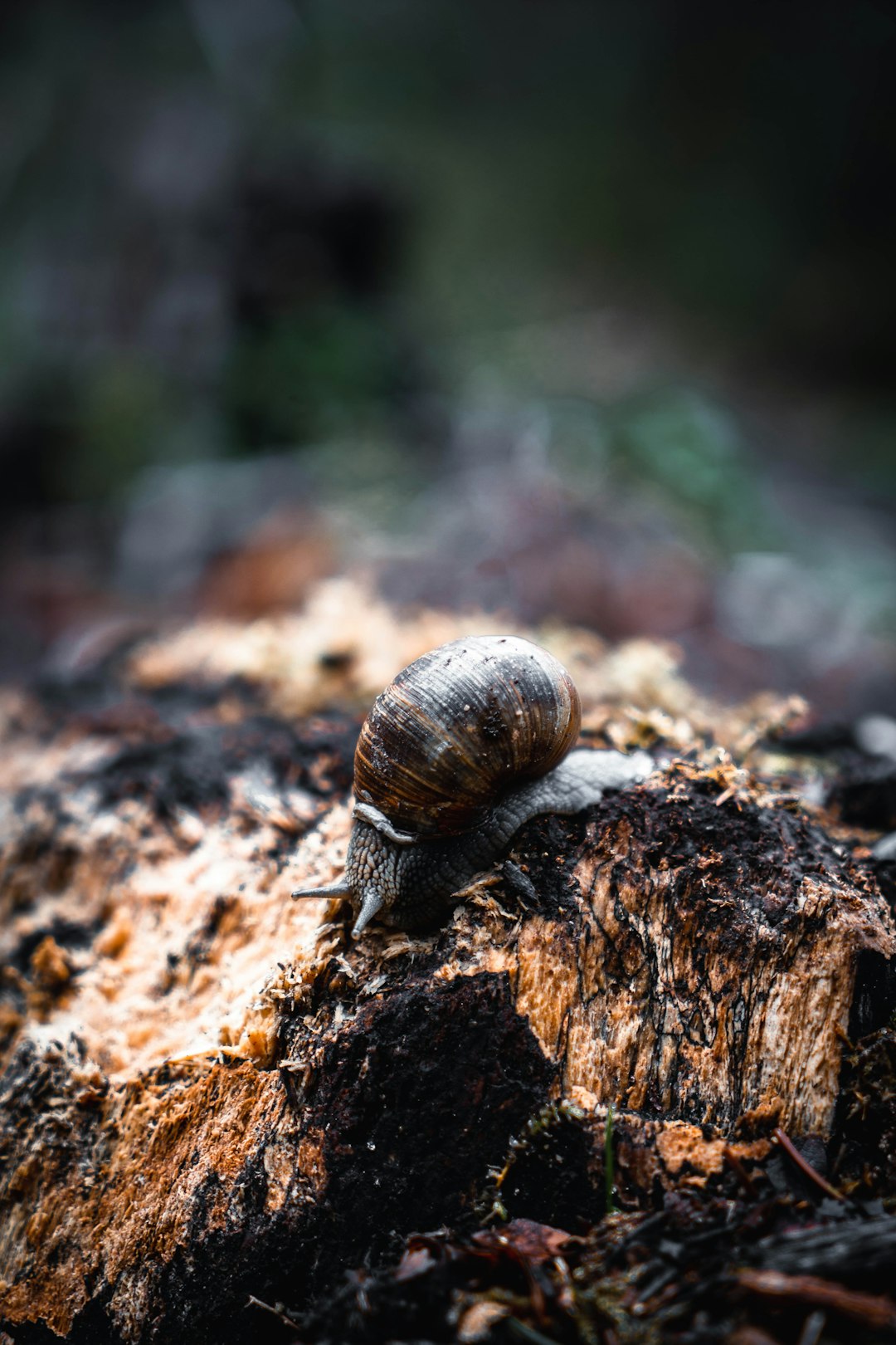 brown snail on brown rock