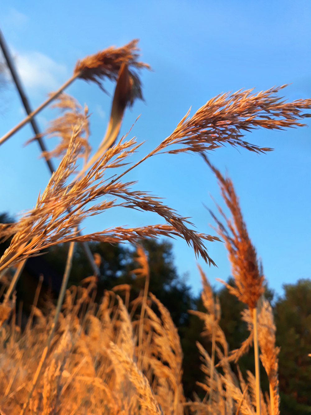 brown wheat in close up photography