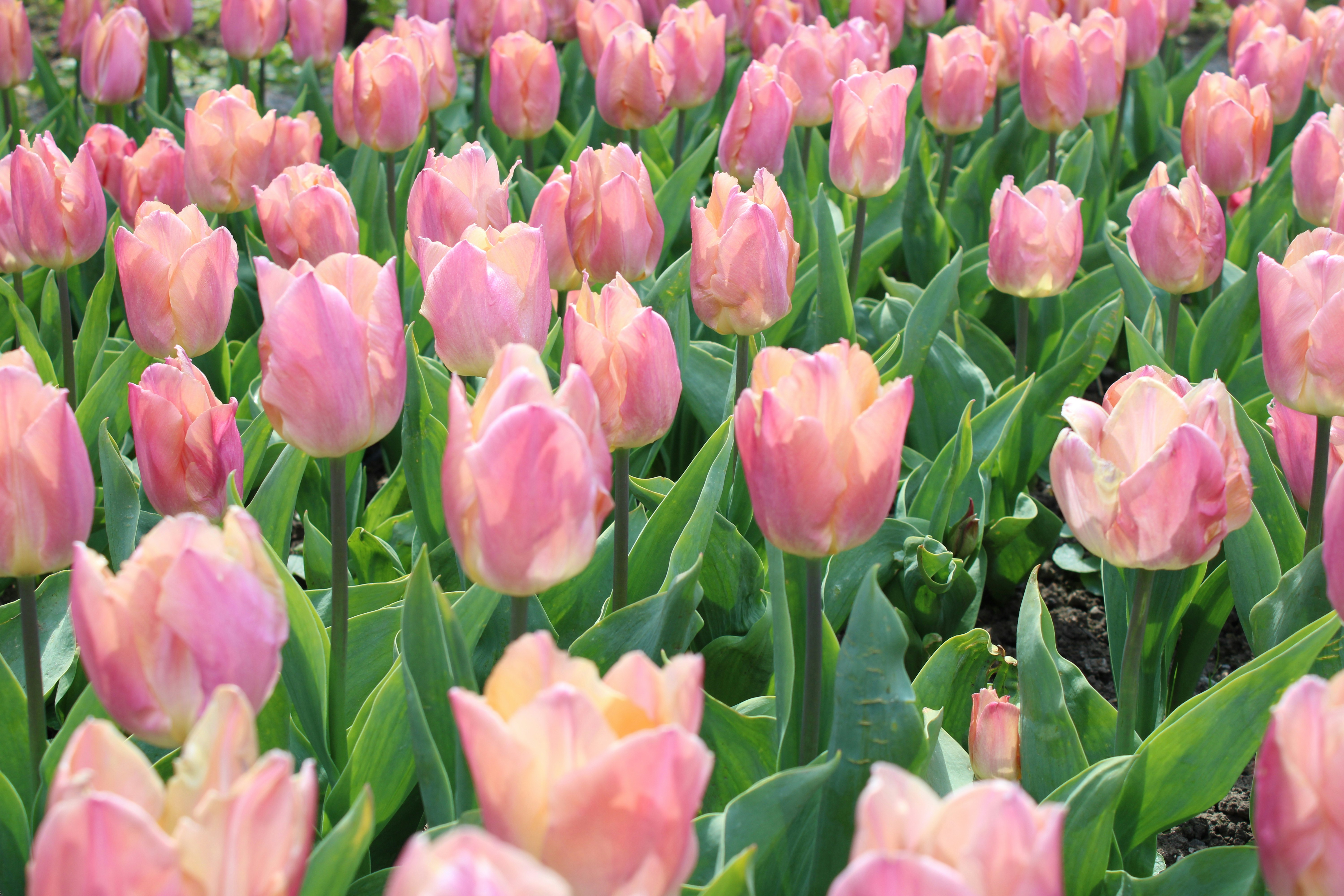 pink tulips field during daytime