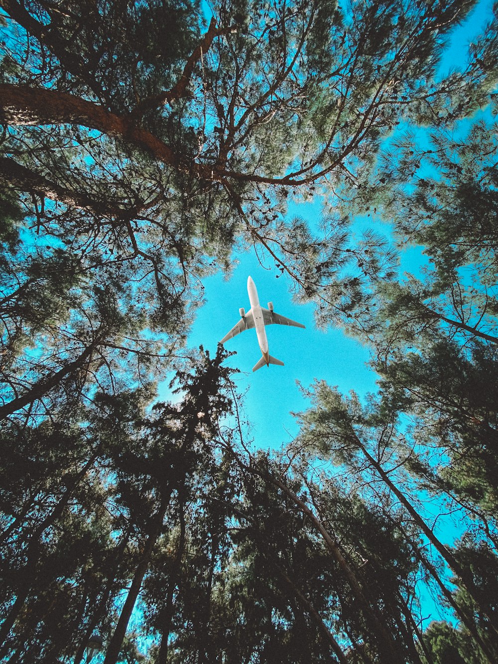 low angle photography of red leaf trees