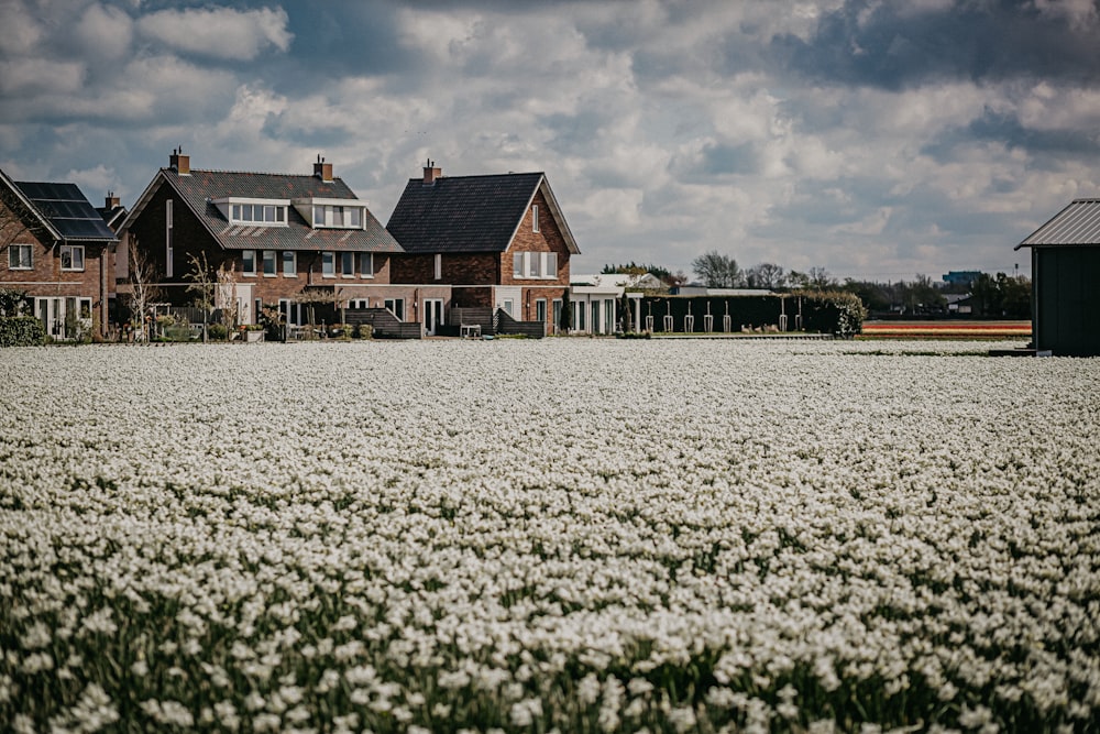 white flower field near brown and white house under white clouds during daytime