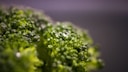green leaf plant in close up photography