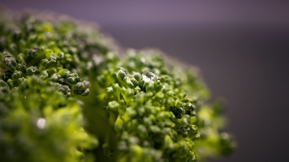 green leaf plant in close up photography