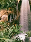 green plants near waterfalls during daytime