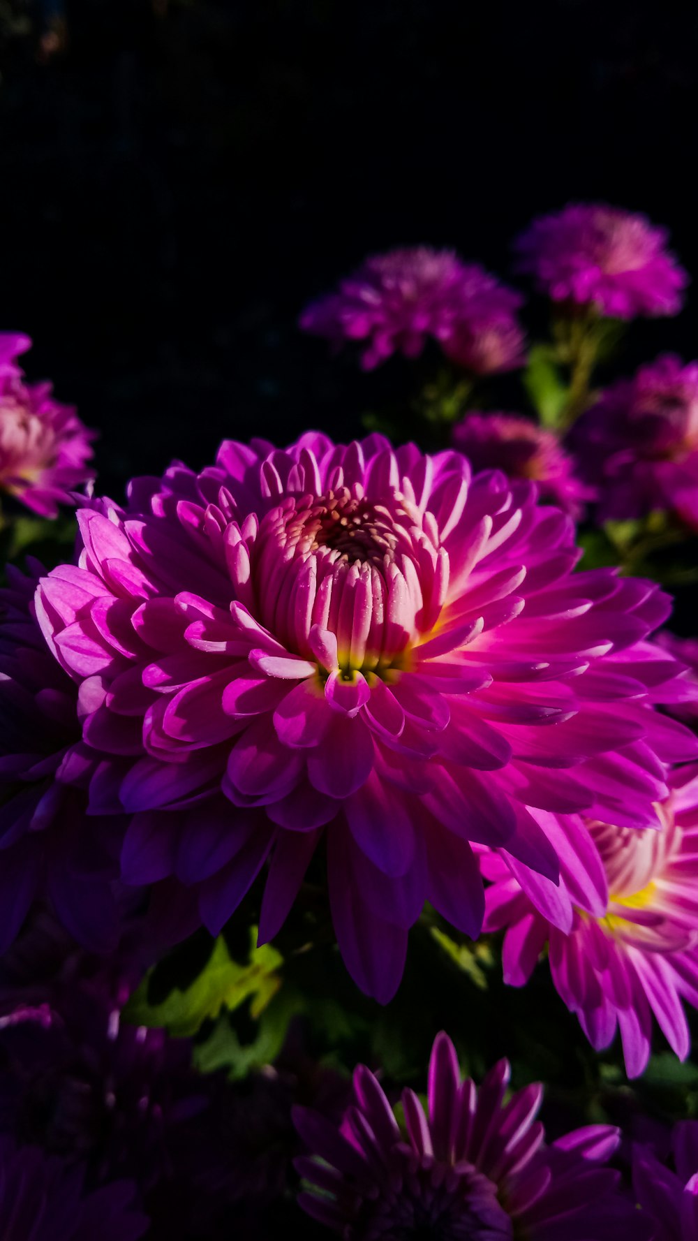 pink dahlia in bloom during daytime