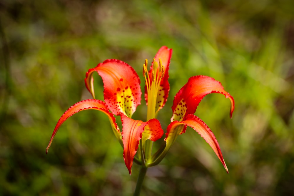 orange and yellow flower in tilt shift lens