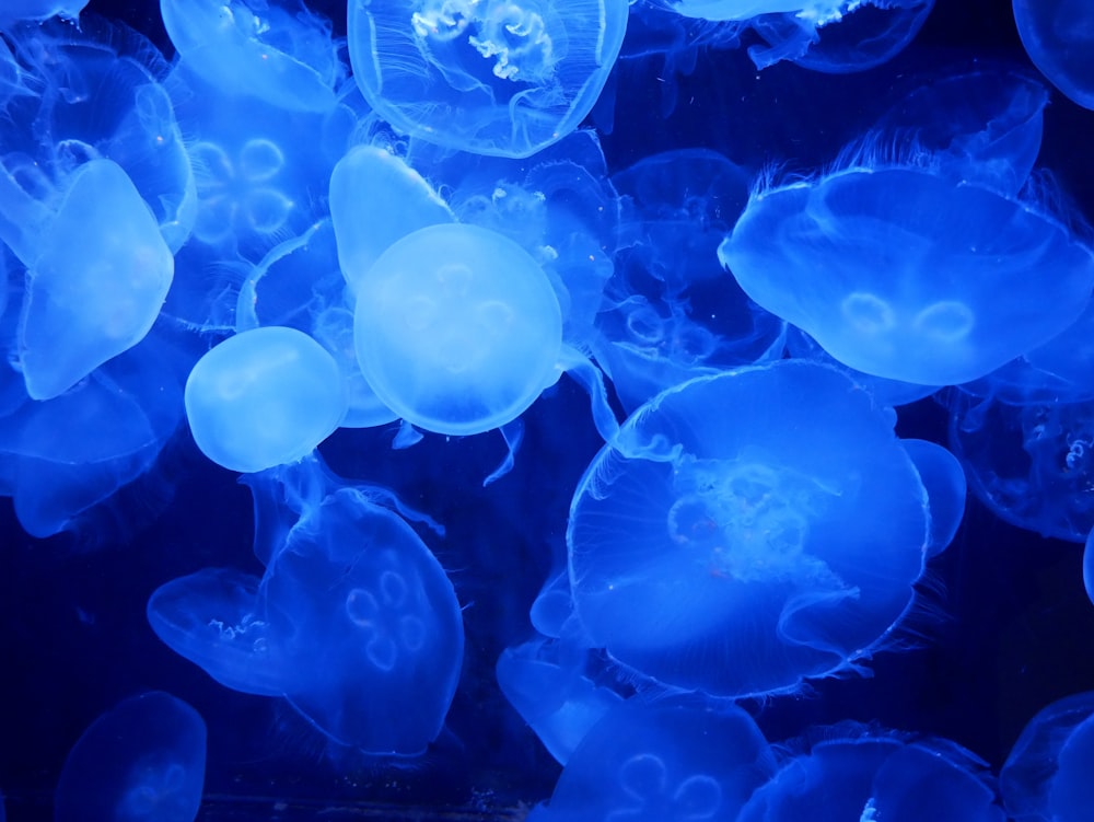 white jellyfish in water during daytime