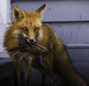 A fox with bright orange fur and keen eyes holds a bird in its mouth while standing near a rustic wooden structure.