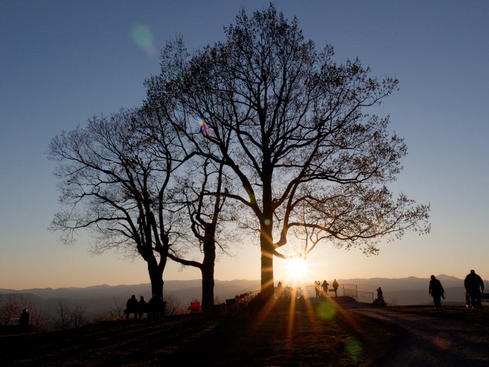 silhueta das árvores durante o pôr do sol