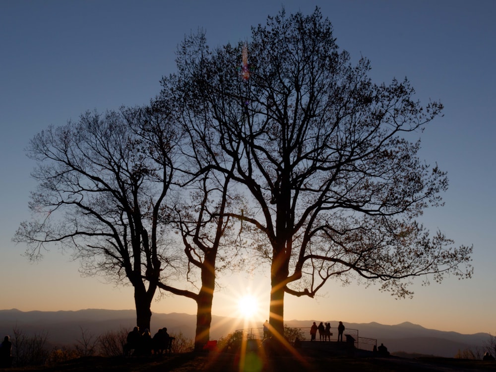silhouette di alberi durante il tramonto