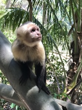 A gentle capuchin monkey receiving a calming grooming session in a sunny outdoor enclosure.