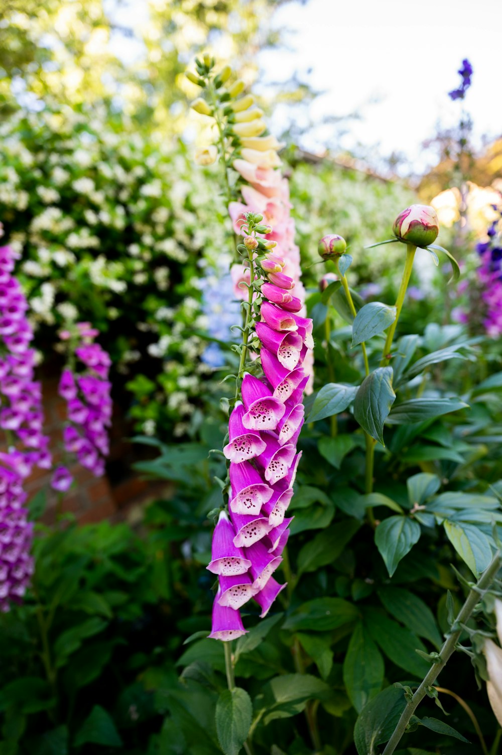 purple flower with green leaves